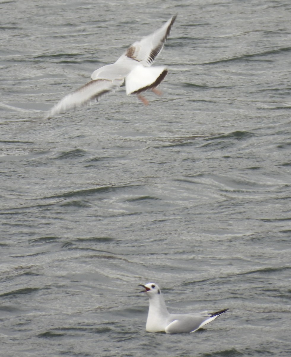 Bonaparte's Gull - ML645746533