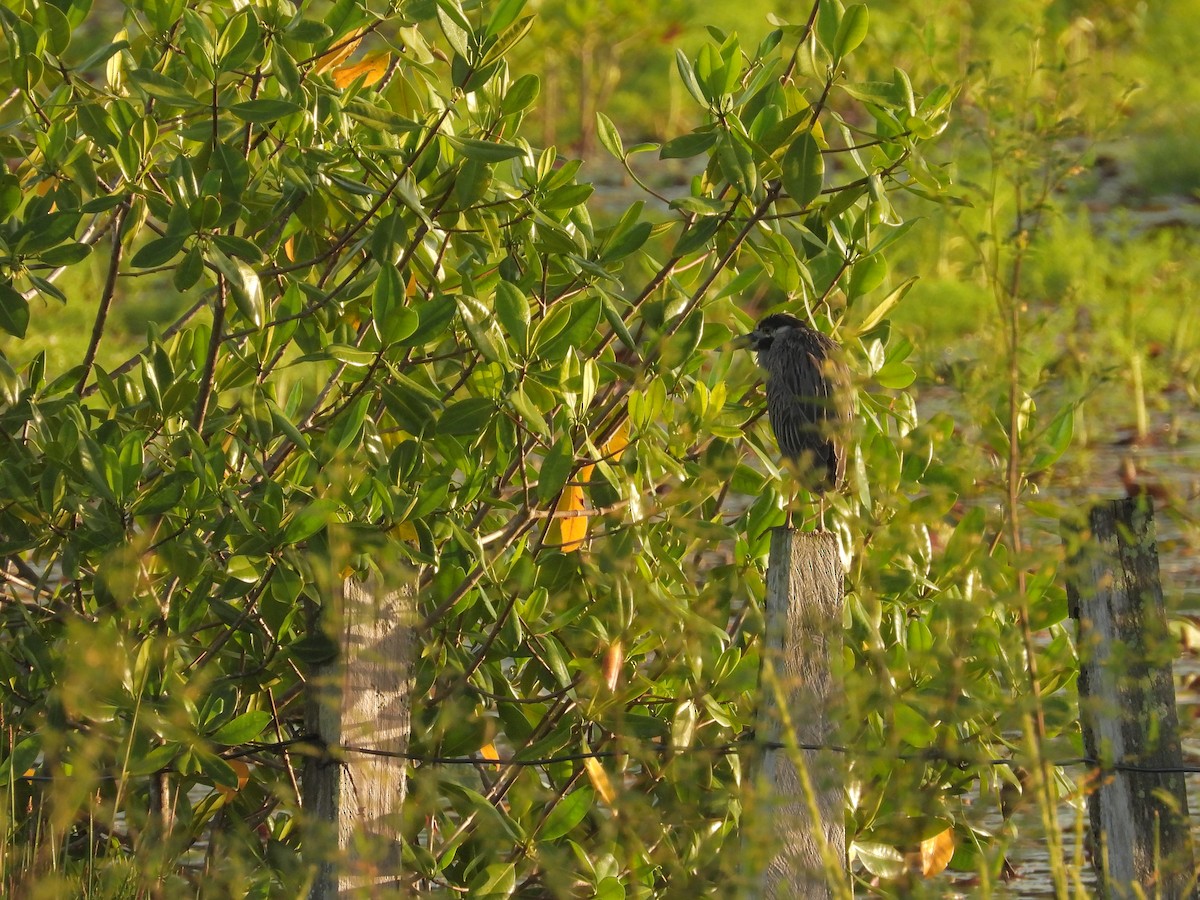 Yellow-crowned Night Heron - ML645746534