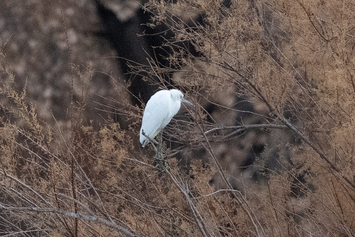 Little Blue Heron - ML645746542