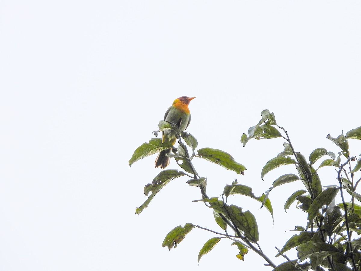 Rufous-headed Tanager - ML645746547