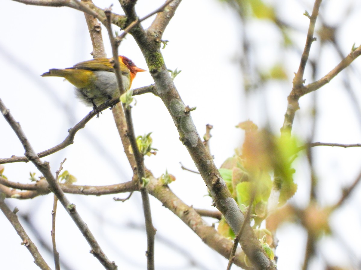 Rufous-headed Tanager - ML645746548