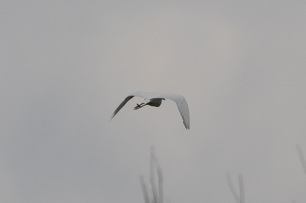 Little Blue Heron - ML645746551