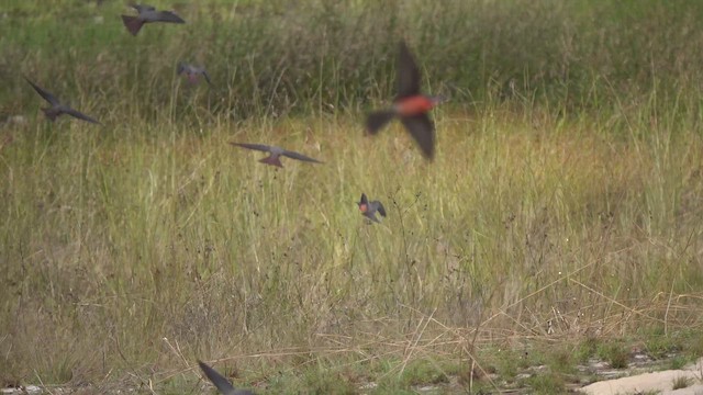 Rosy Bee-eater - ML645746564