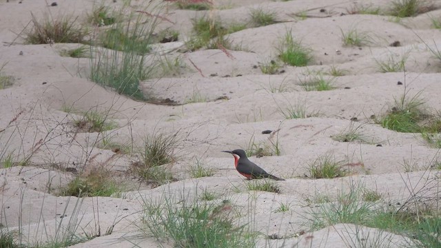 Rosy Bee-eater - ML645746567
