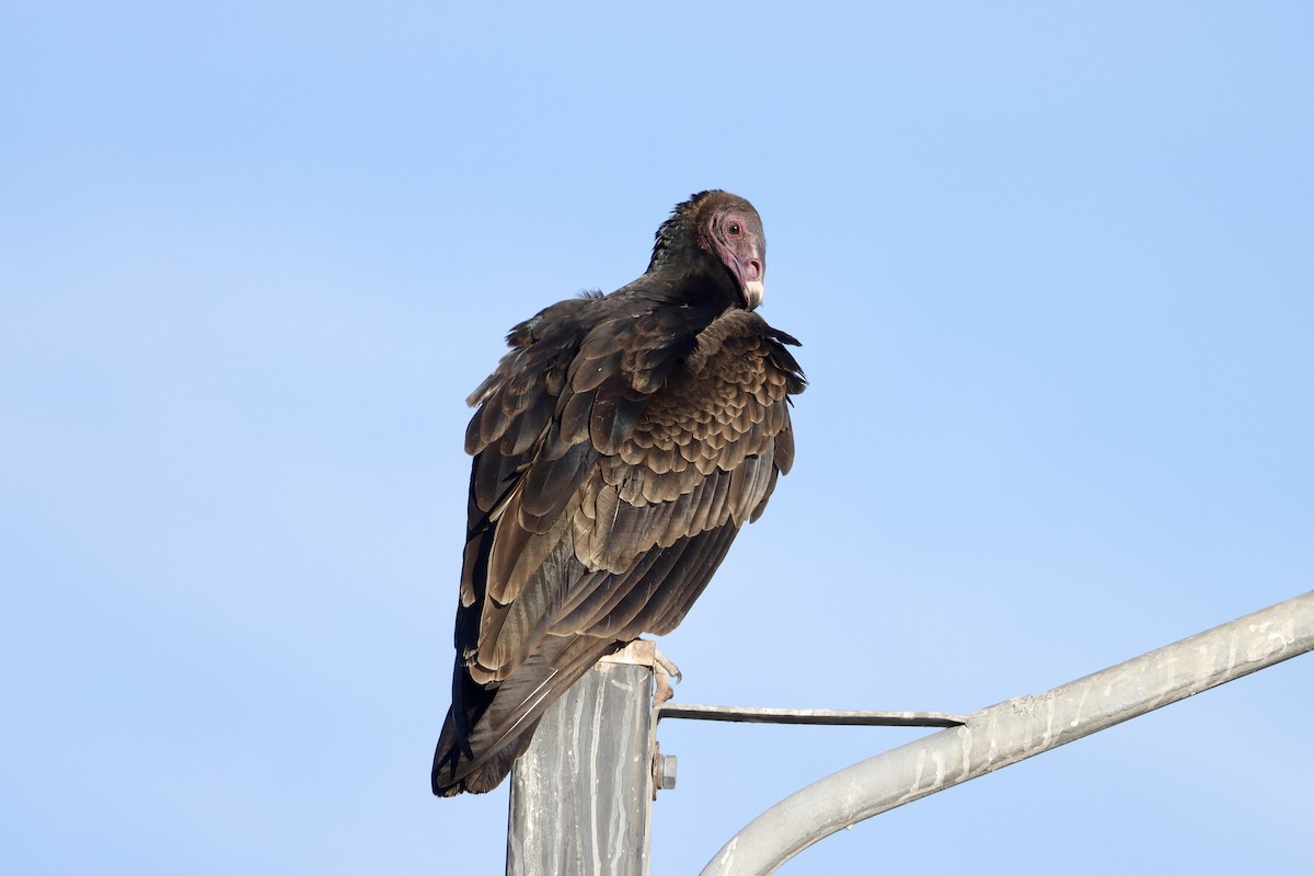 Turkey Vulture - ML645746570