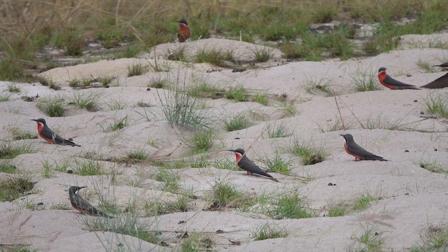 Rosy Bee-eater - ML645746571