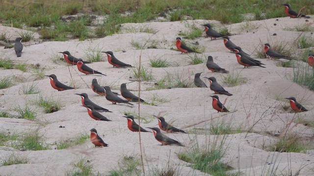Rosy Bee-eater - ML645746572