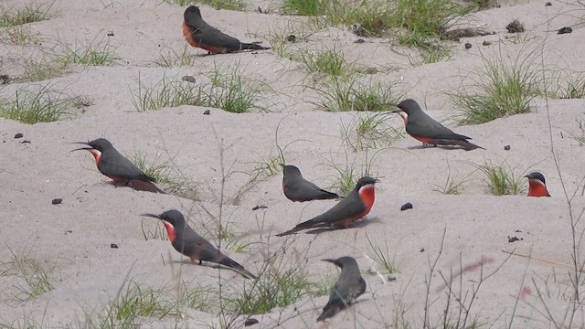 Rosy Bee-eater - ML645746573