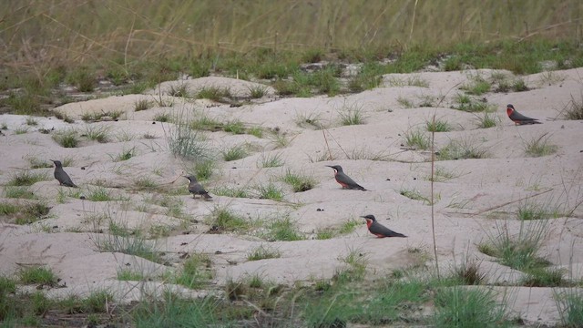Rosy Bee-eater - ML645746575