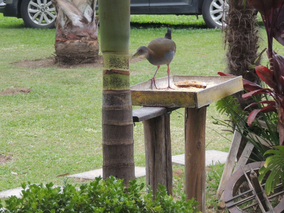 Slaty-breasted Wood-Rail - ML645746581