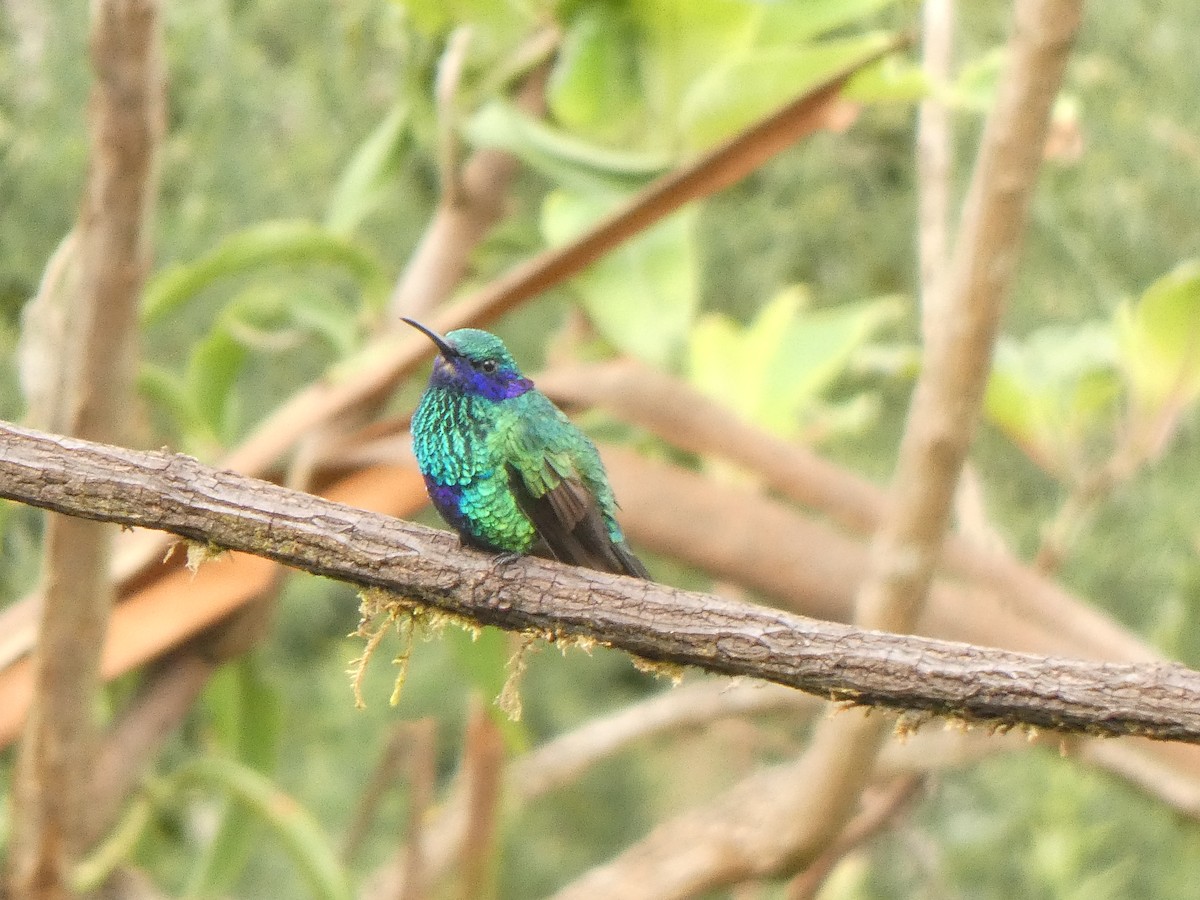 fiolørekolibri - ML645746582