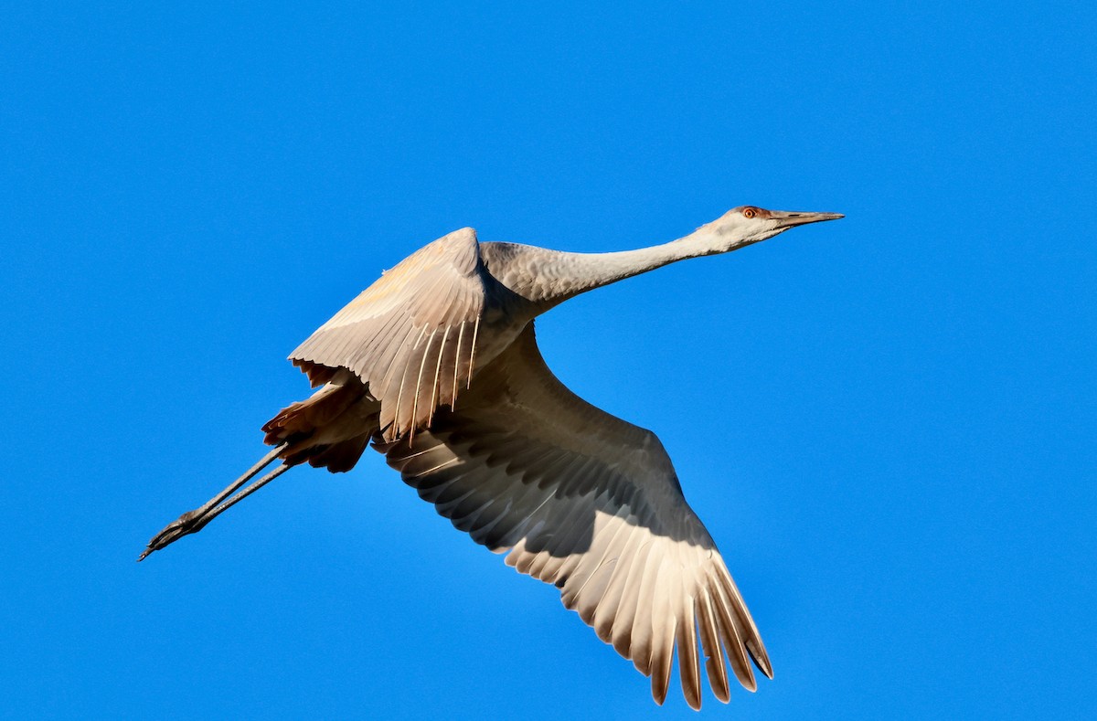Sandhill Crane - ML645746583