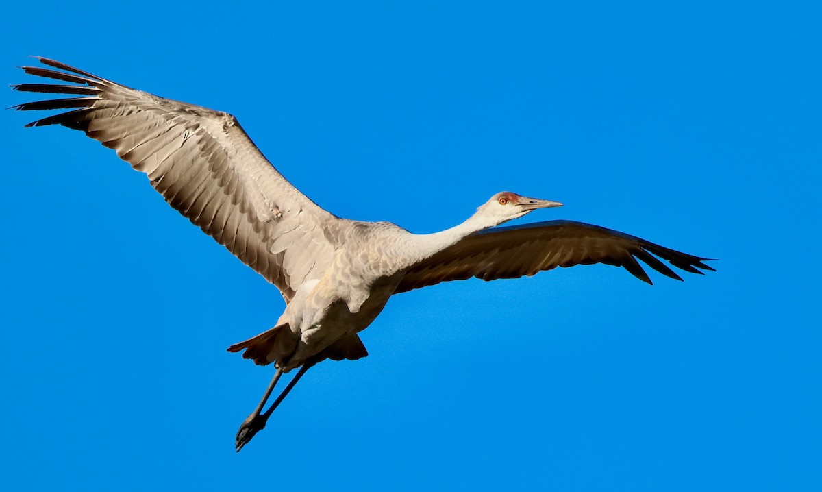 Sandhill Crane - ML645746584