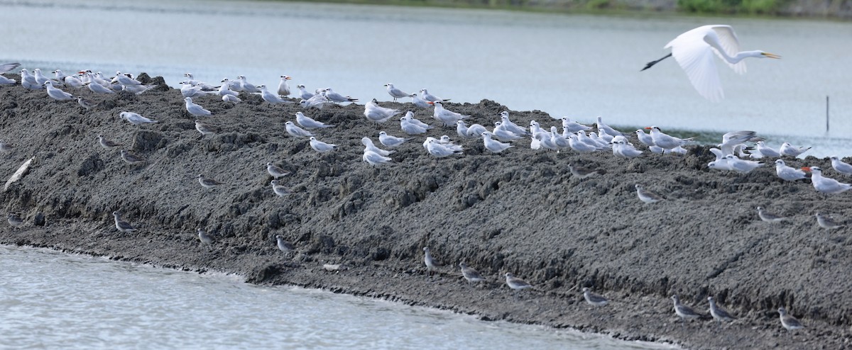 Gull-billed Tern - ML645746592