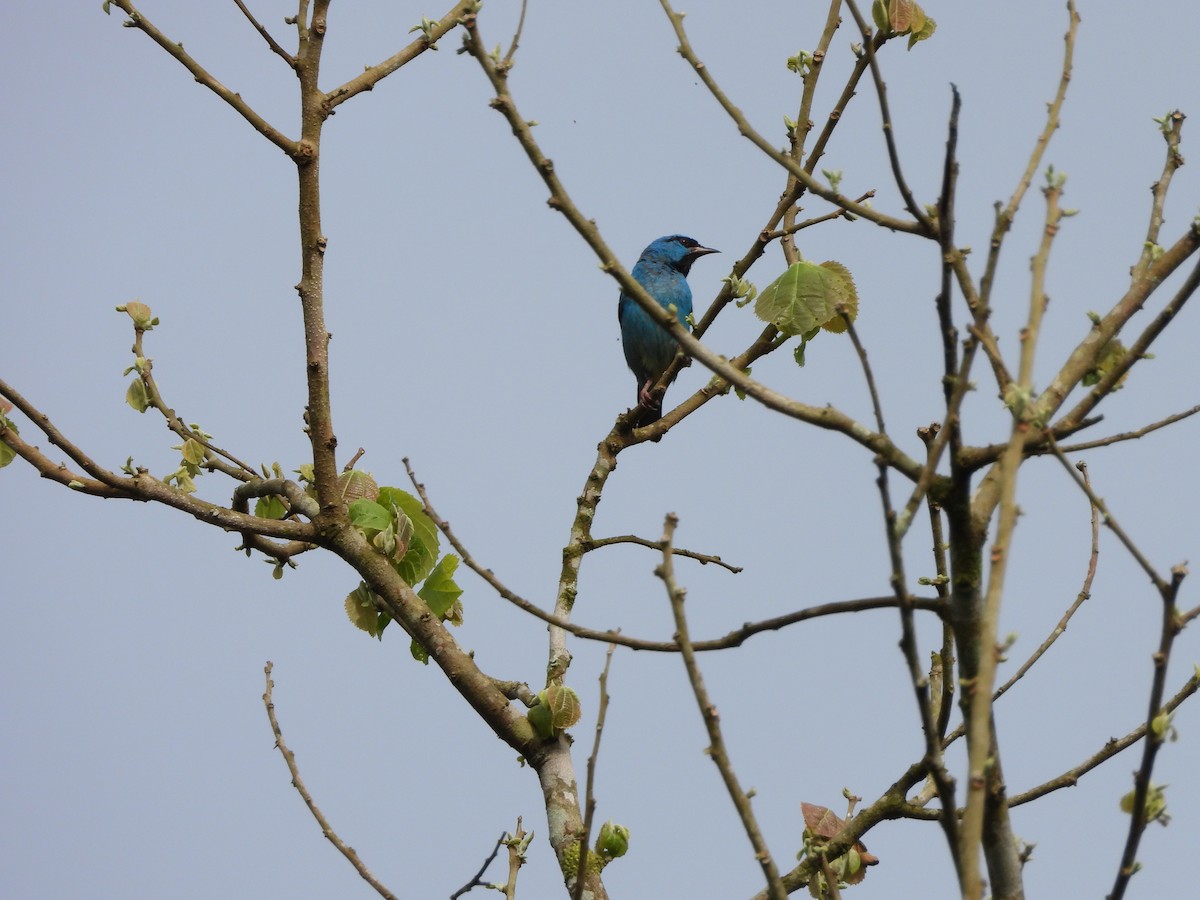 Blue Dacnis - ML645746593