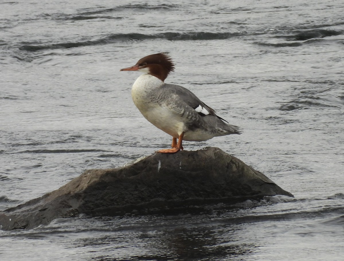 Common Merganser - ML645746598