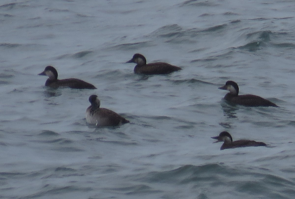 Ahatebeltz eurasiarra - ML645746600