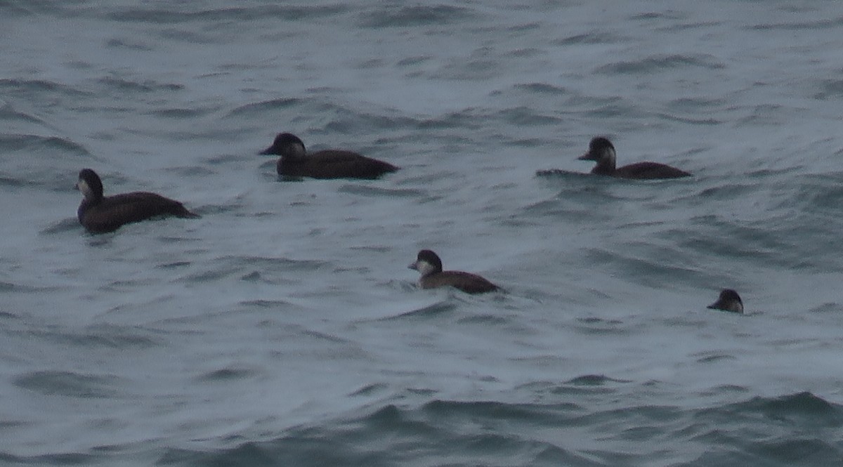 Ahatebeltz eurasiarra - ML645746601