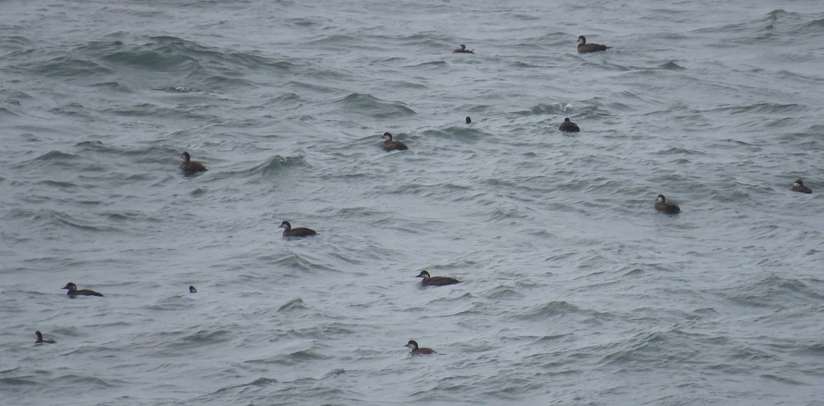 Ahatebeltz eurasiarra - ML645746602