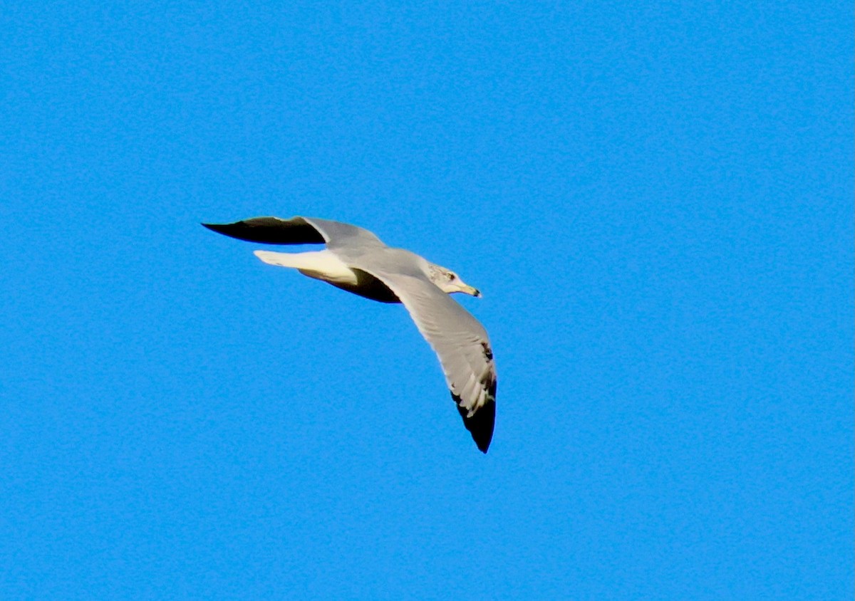 Ring-billed Gull - ML645746603