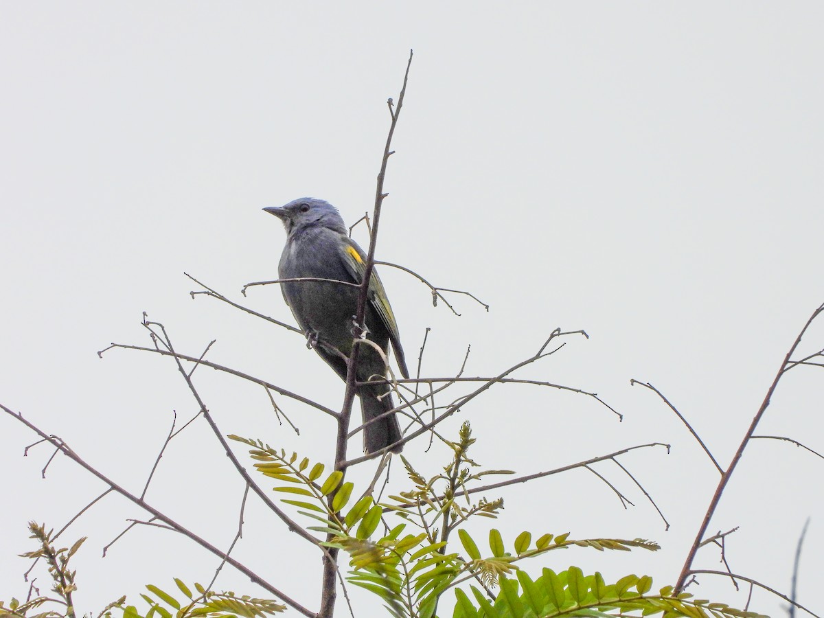 Golden-chevroned Tanager - ML645746610