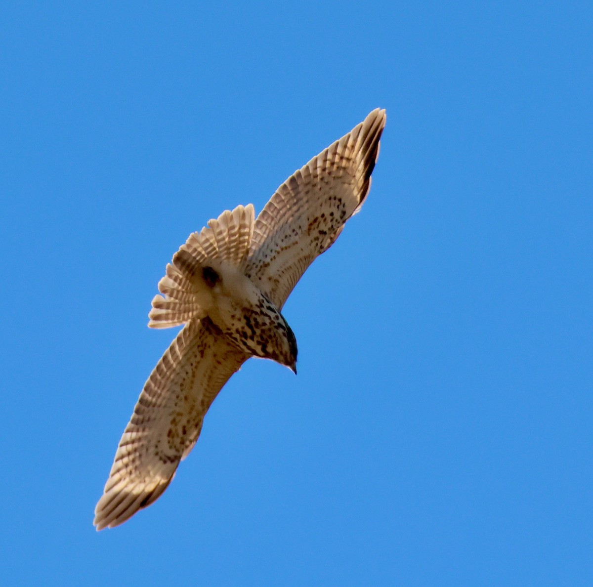 Red-shouldered Hawk - ML645746617