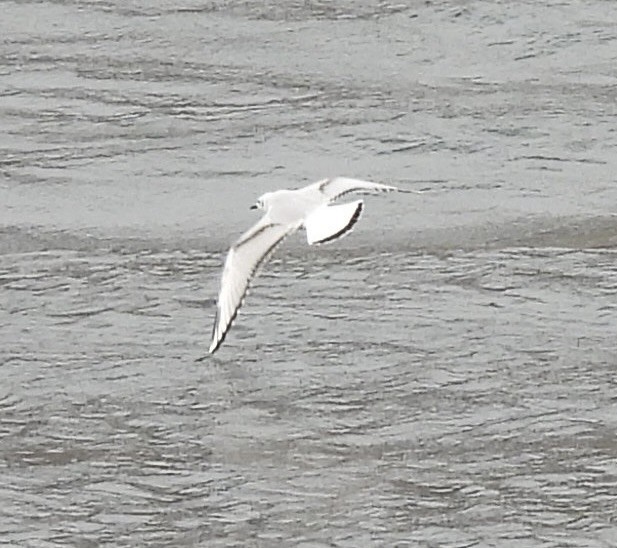 Bonaparte's Gull - ML645746618