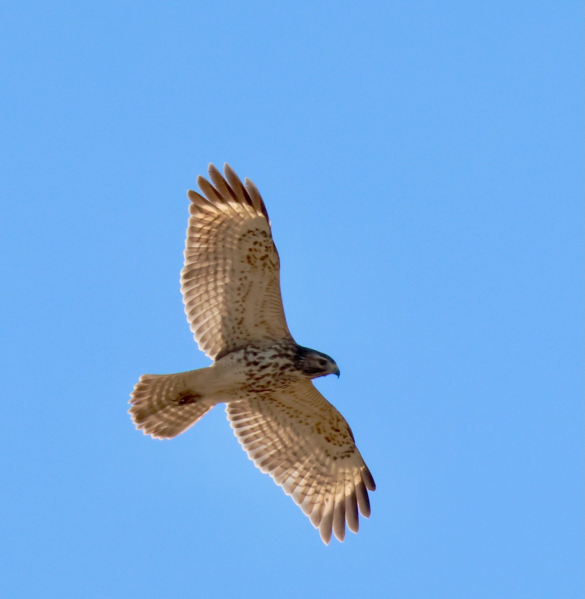 Red-shouldered Hawk - ML645746619