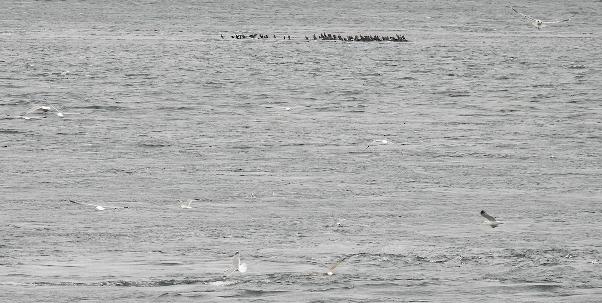 Double-crested Cormorant - ML645746647