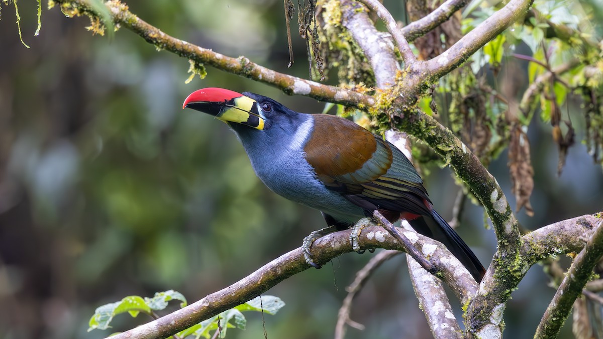 Gray-breasted Mountain-Toucan - ML645746661