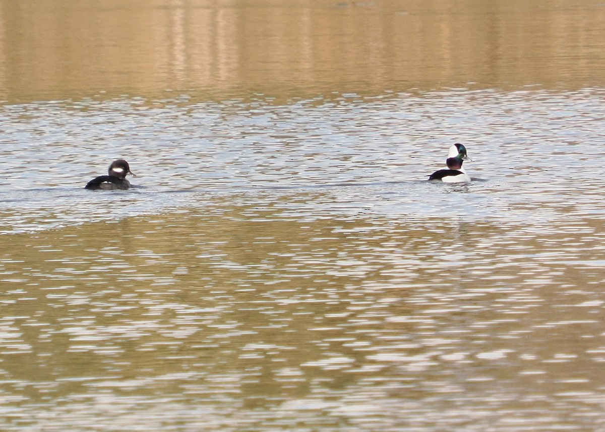 Bufflehead - ML645746672