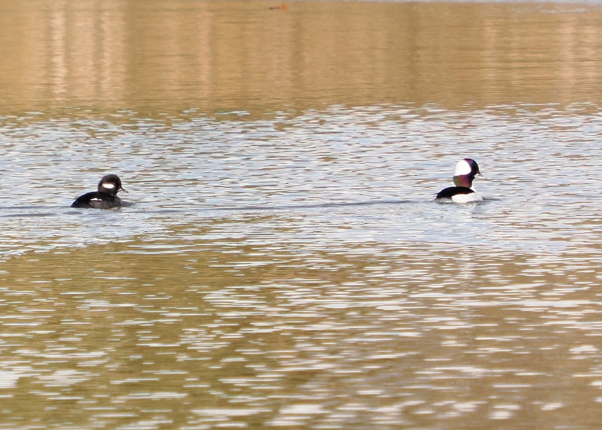 Bufflehead - ML645746673