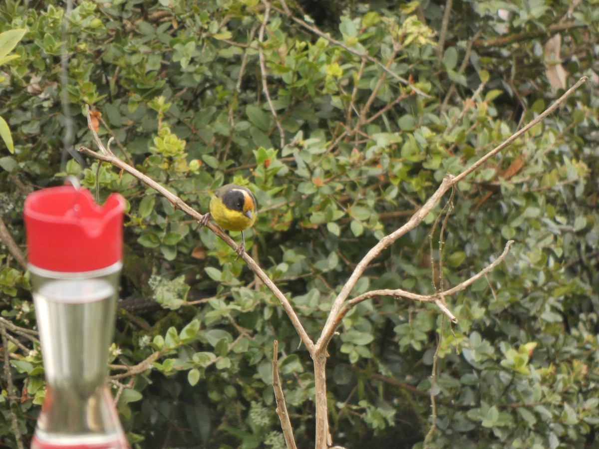 Pale-naped Brushfinch - ML645746674