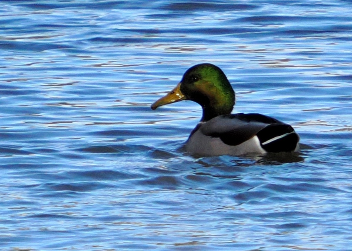 Mallard - ML645746683