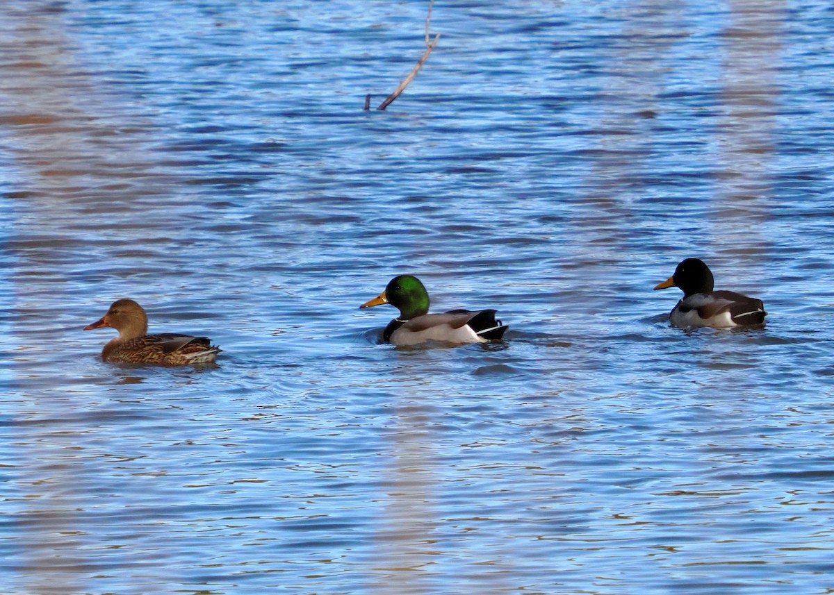 Mallard - ML645746684