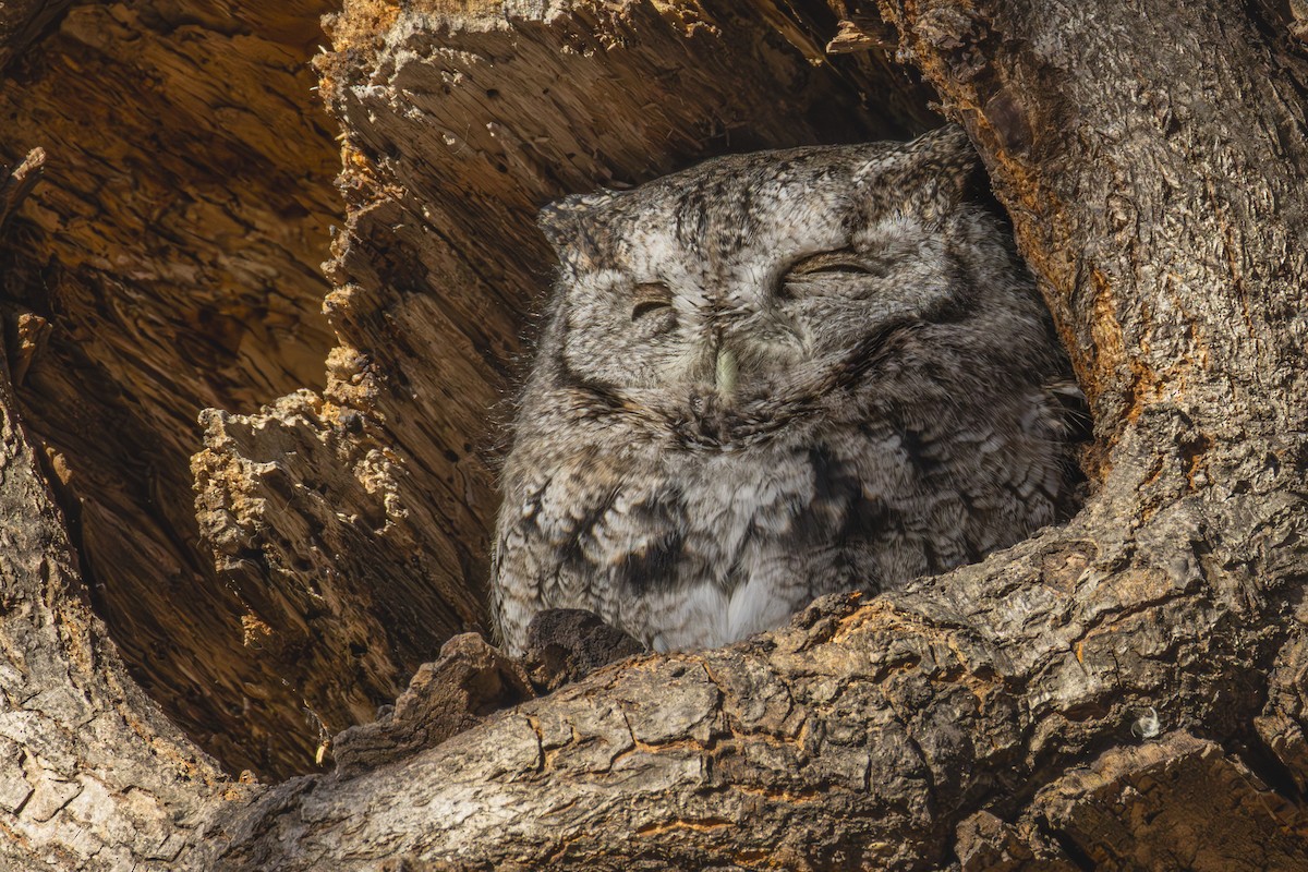 Eastern Screech-Owl - ML645746702