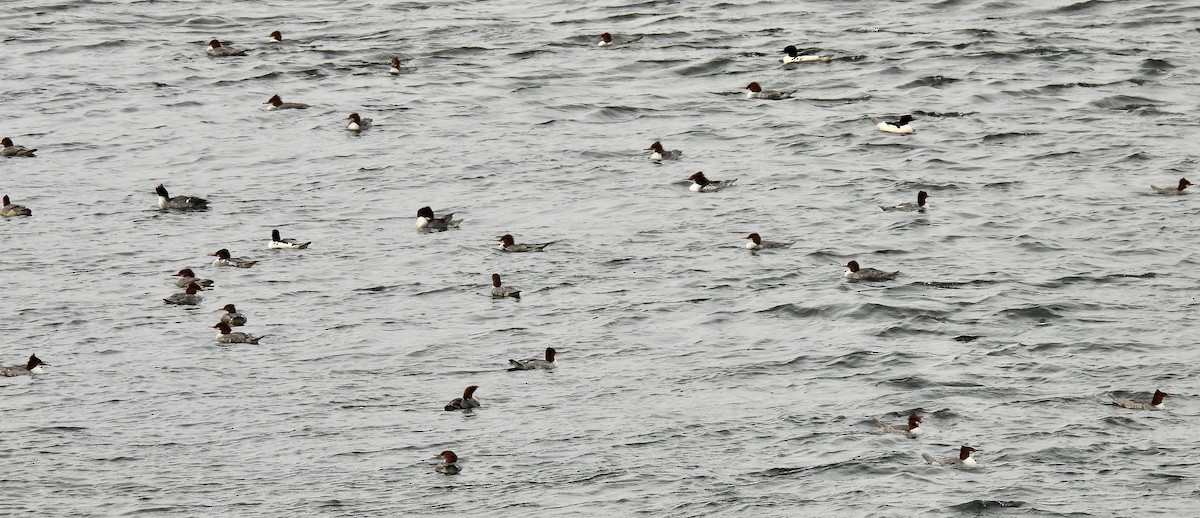 川秋沙 - ML645746707