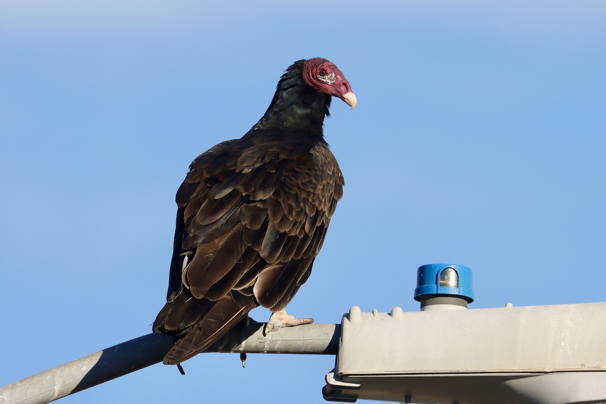 Turkey Vulture - ML645746712