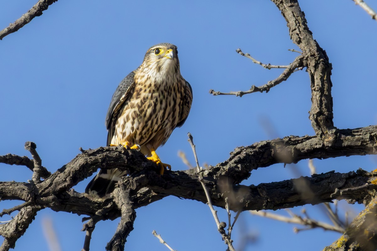 Merlin - ML645746715