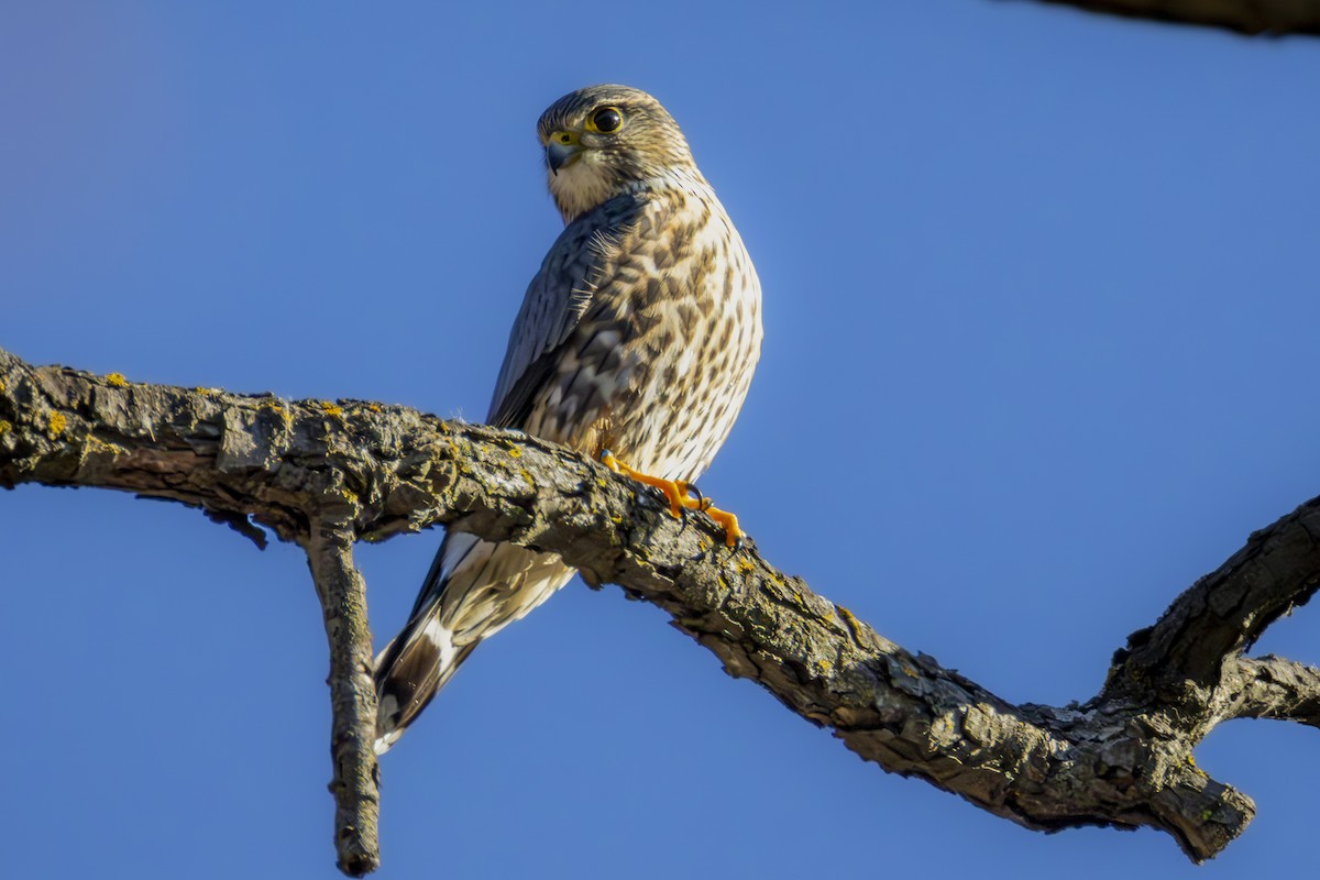 Merlin - ML645746716