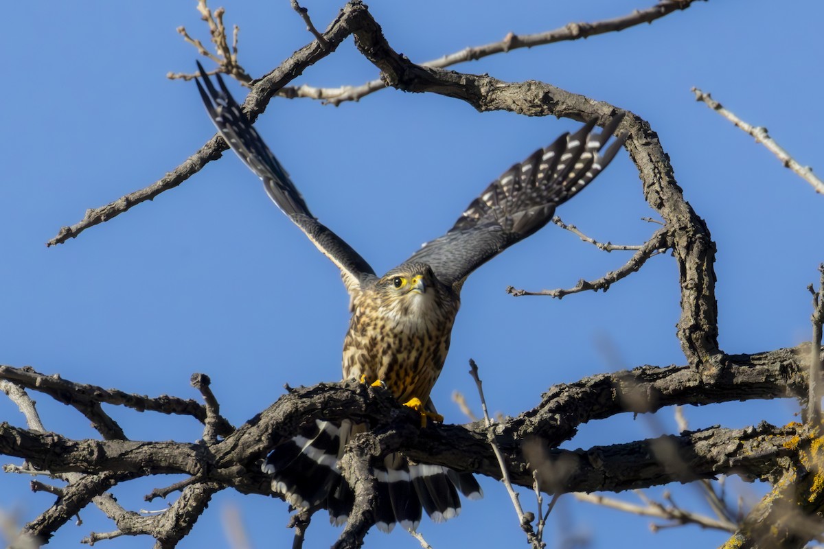 Merlin - ML645746718