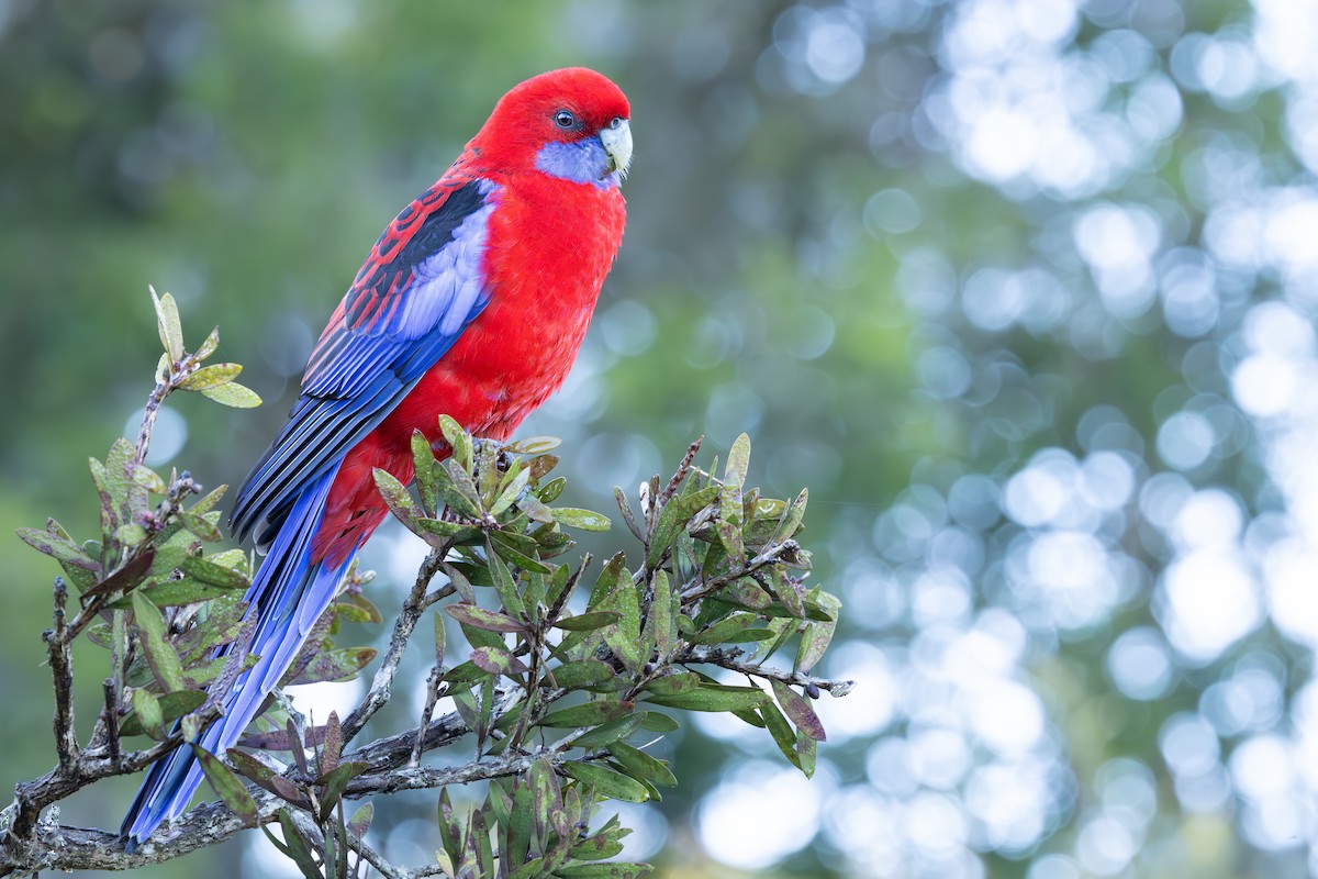 Crimson Rosella - ML645746726