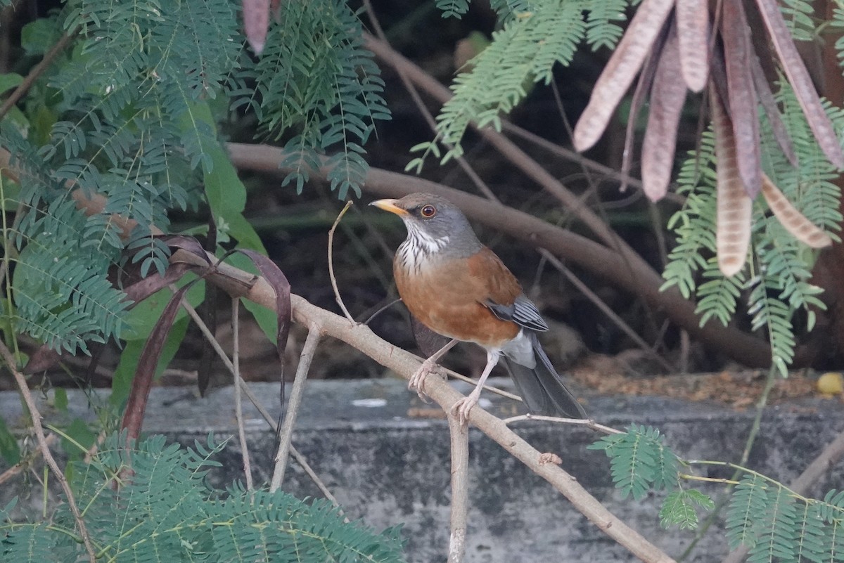 Rufous-backed Robin (Rufous-backed) - ML645746735
