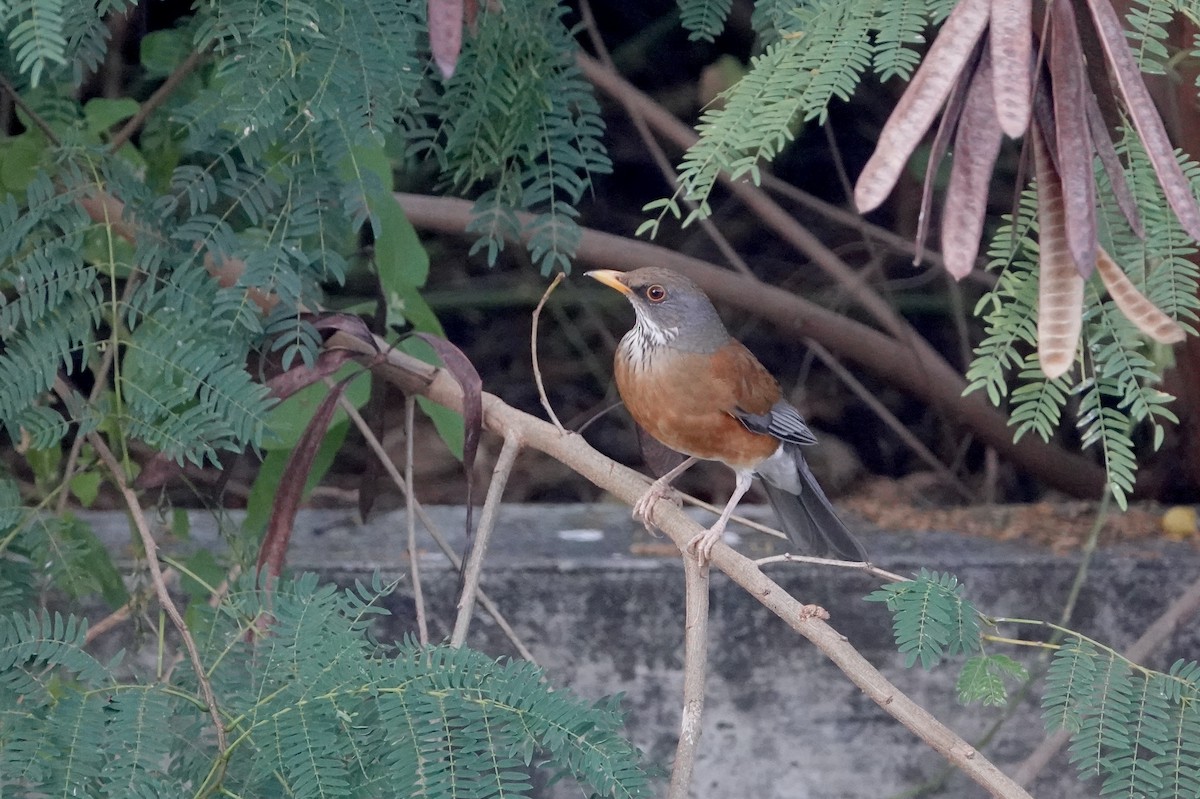 Rufous-backed Robin (Rufous-backed) - ML645746738