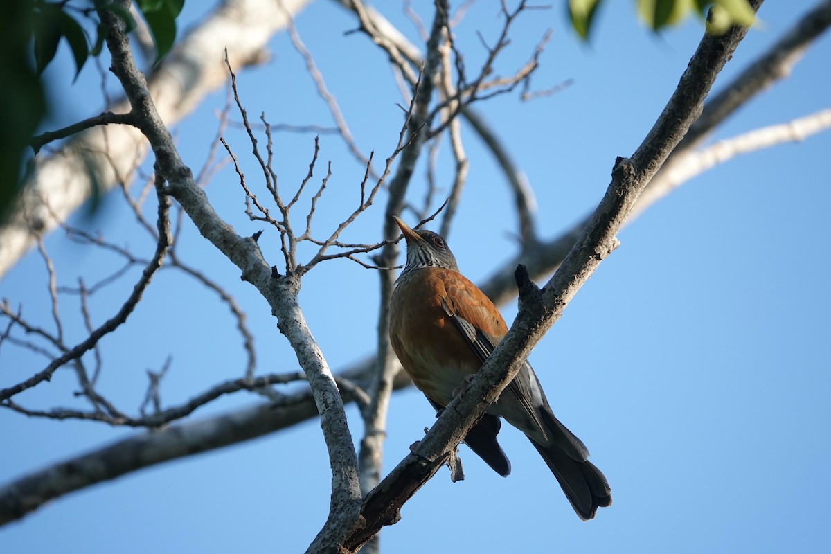 Rufous-backed Robin (Rufous-backed) - ML645746739