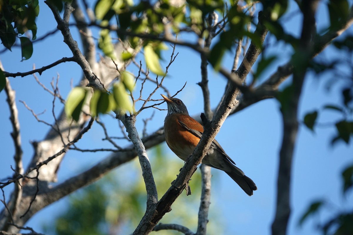 Rufous-backed Robin (Rufous-backed) - ML645746740