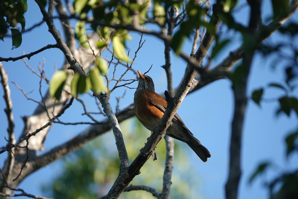 Rufous-backed Robin (Rufous-backed) - ML645746741