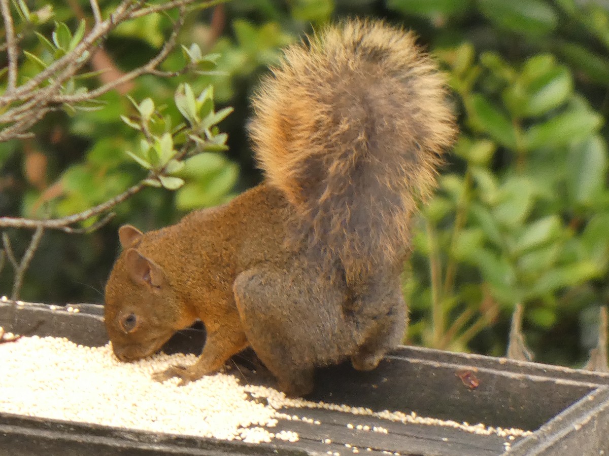 Red-tailed Squirrel - ML645746743