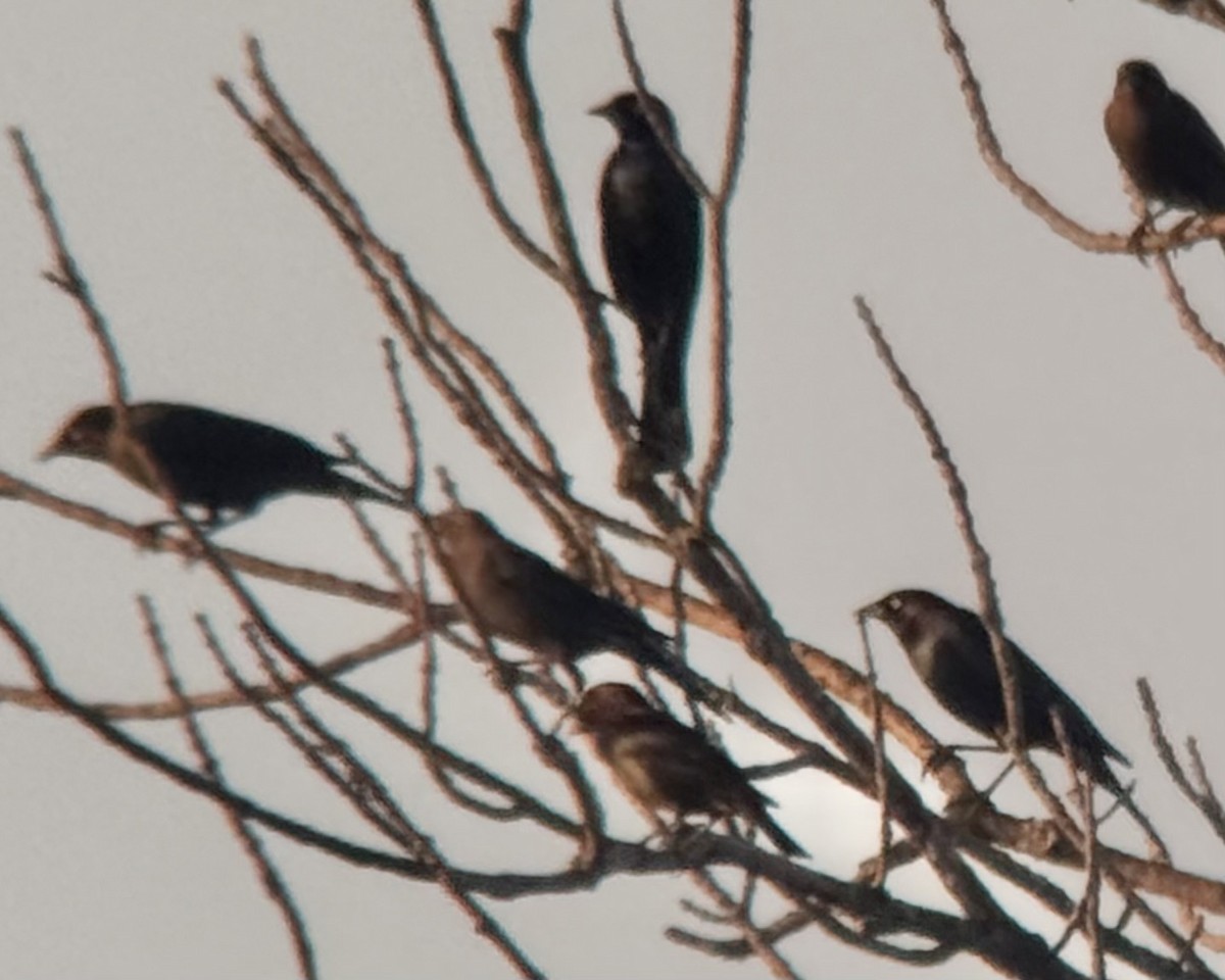 Brewer's Blackbird - ML645746744