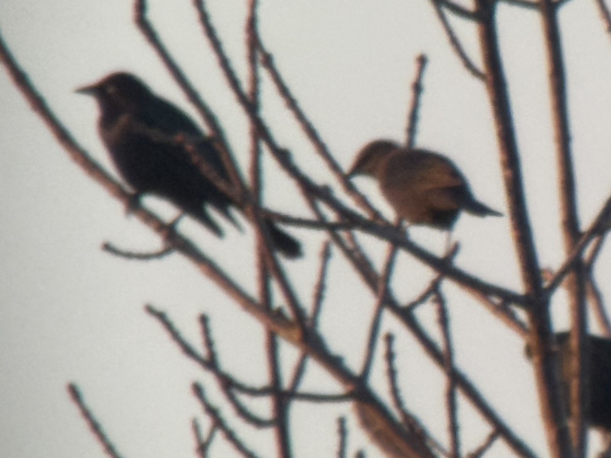 Brewer's Blackbird - ML645746745